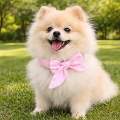 Dog Wearing Pink Cooling Bandana Outdoor Summer Pet Scarf Pomeranian wearing pink cooling dog bandana sitting on grass in summer park