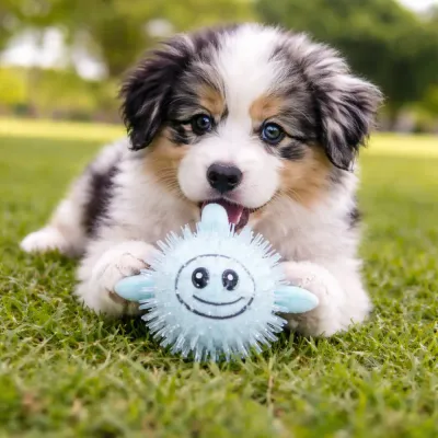 Dog Playing with Blue Squeaky Toy Outdoor Grass dog playing with blue squeaky spiky toy on grass outdoor interactive pet toy