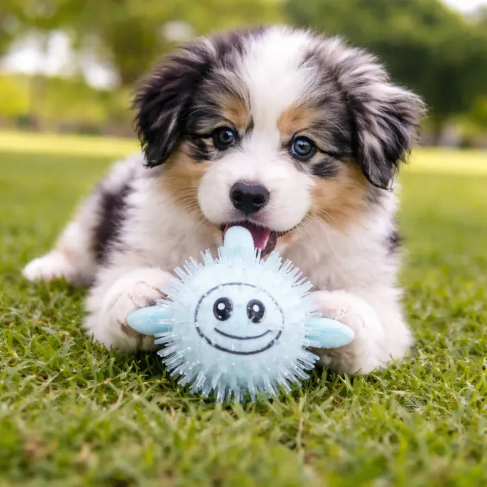 dog playing with blue squeaky spiky toy on grass outdoor interactive pet toy