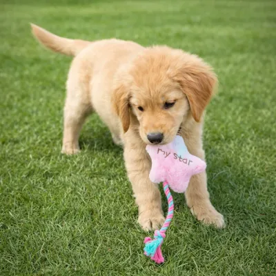 Golden retriever puppy chewing pink star rope dog toy on grass outdoor pet play scene