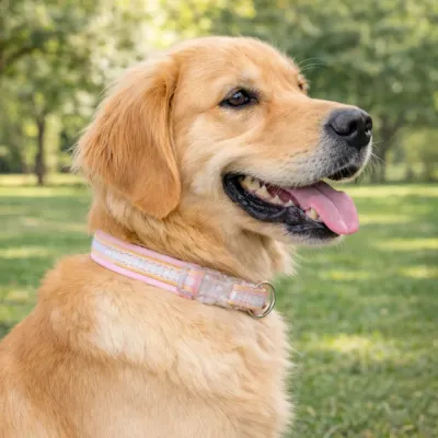 golden retriever wearing soft dopamine dog collar in outdoor park setting