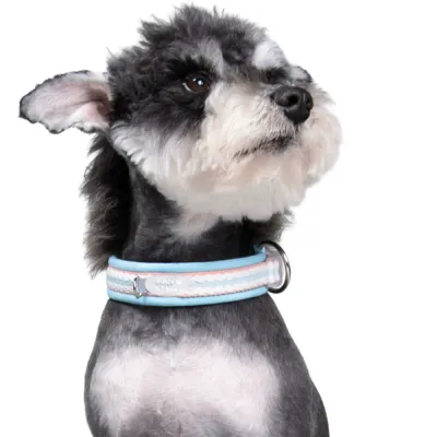 Dog Wearing Blue Dopamine Collar Comfortable Pet Collar small dog wearing blue dopamine collar on white background