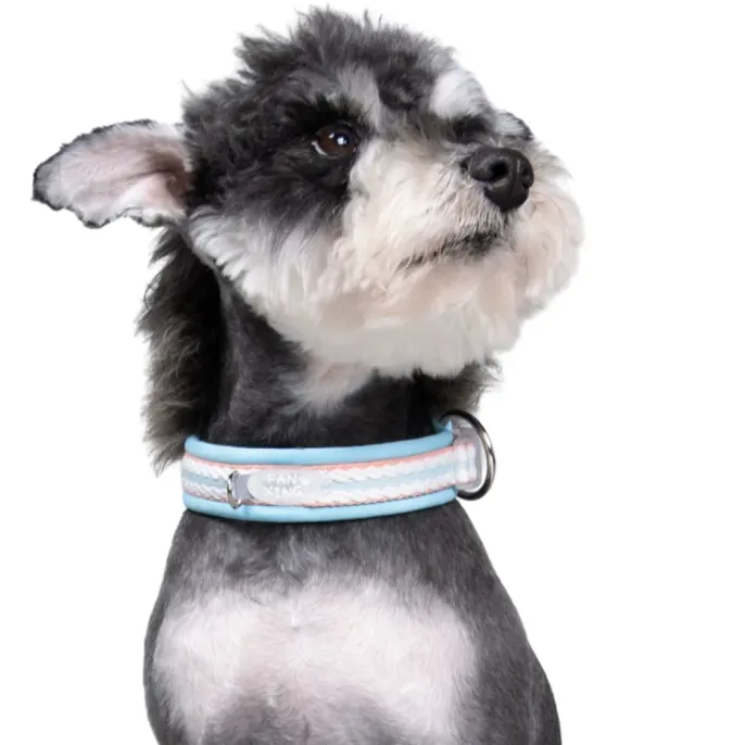 Dog Wearing Blue Dopamine Collar Comfortable Pet Collar small dog wearing blue dopamine collar on white background