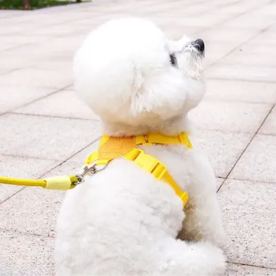 Small Dog Walking with Yellow Harness and Leash Outdoor Scene small dog wearing yellow harness walking outdoor leash comfortable breathable