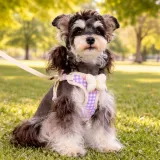 small dog wearing harness walking outdoors comfortable breathable dog harness