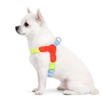 small dog wearing soft padded harness breathable anti choke dog harness comfortable fit