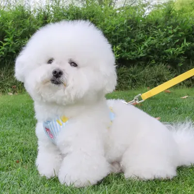 Small Dog Walking with Soft Harness Outdoor Comfortable Pet Walking Harness small dog wearing harness outdoor walking leash soft breathable vest harness comfortable fit
