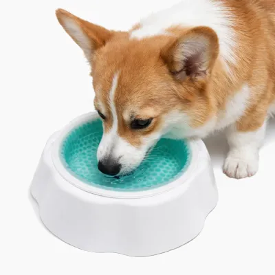 Cooling Dog Bowl for Summer Use – Pet Drinking Scene | Petfairs dog drinking water from cooling dog bowl anti heat pet bowl summer