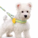 small dog wearing soft no pull harness and leash set adjustable breathable pet harness for puppies