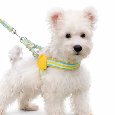 small dog wearing soft no pull harness and leash set adjustable breathable pet harness for puppies