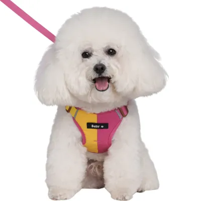 small white dog wearing pink and yellow breathable dog harness with leash set