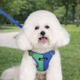 small dog wearing blue green harness walking outdoors on leash