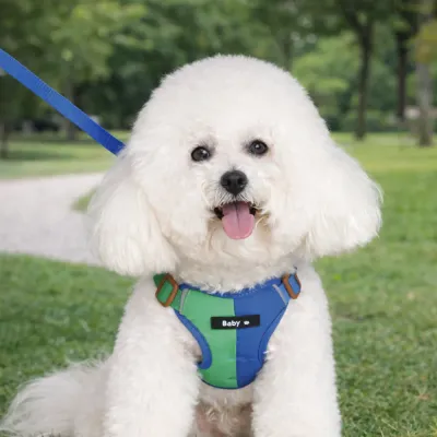 small dog wearing blue green harness walking outdoors on leash