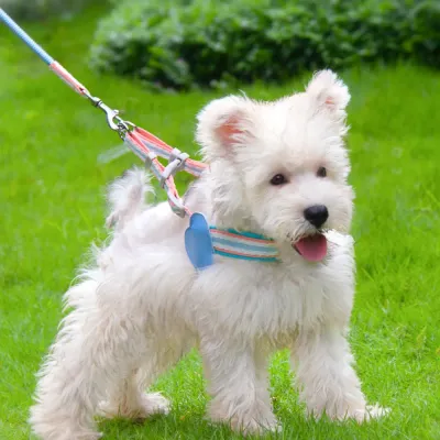 small dog walking on grass wearing soft harness and leash comfortable breathable pet walking set