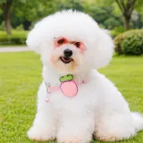 Cute Dog Wearing Strawberry Collar Outdoor Pet Accessories Trend small dog wearing strawberry collar with bell outdoor cute pet fashion accessory