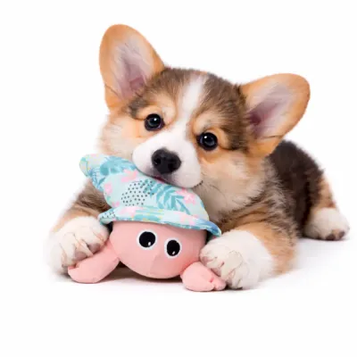 Durable Crab Dog Toy for Puppies Chewing | Petfairs Wholesale corgi puppy chewing crab dog toy soft squeaky pet toy for dogs