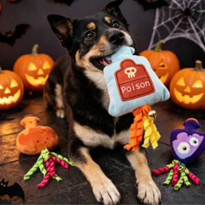 Dog playing with Halloween potion plush toy surrounded by pumpkins and spooky decorations