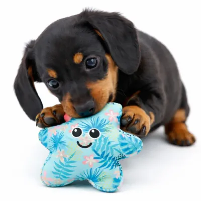 Durable Starfish Dog Toy for Puppies Chewing | Petfairs puppy chewing starfish dog toy durable soft squeaky dog toy for small dogs