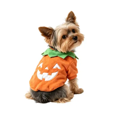 Small Dog Wearing Pumpkin Halloween Sweatshirt Cute Pet Apparel small dog wearing orange pumpkin halloween sweatshirt soft fleece pet clothing outfit