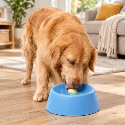 dog eating from blue slow feeder bowl in living room, anti gulping pet feeding solution