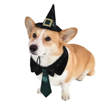 dog wearing black halloween witch hat and collar tie set for pets