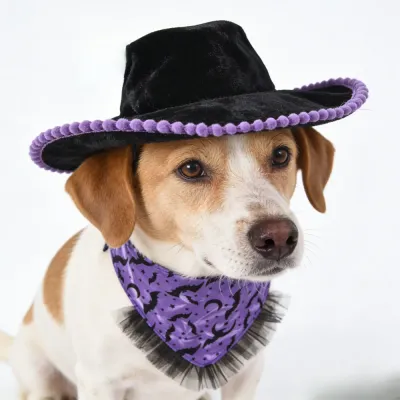 dog wearing halloween costume hat and purple bat bandana set petfairs