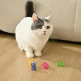 indoor cat playing with colorful spring toys on floor interactive exercise toy