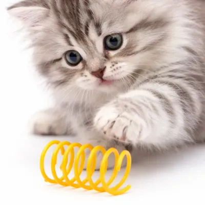 Interactive Cat Spring Toy for Indoor Cats | Petfairs kitten playing with yellow interactive cat spring toy for indoor exercise