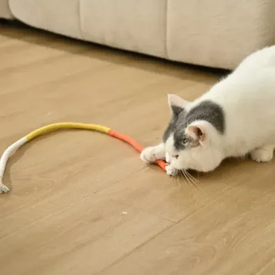 A person's hands holding one end of a colorful rope toy while a white cat sniffs and prepares to play with the silvervine end.