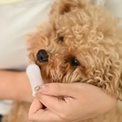 Dog Teeth Cleaning with Silicone Finger Toothbrush Safe Pet Oral Care Tool Petfairs owner using silicone finger toothbrush to clean dog teeth safe pet dental care routine