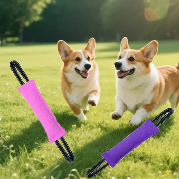 corgis-playing-with-purple-pink-dog-tugs Two Corgis running in a field with pink and purple dog training tug toys digitally overlaid.