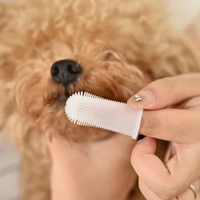 Silicone Pet Finger Toothbrush for Dogs Teeth Cleaning | Soft Bristles Grooming Tool Petfairs dog finger toothbrush silicone soft bristles pet oral cleaning tool for dogs teeth hygiene