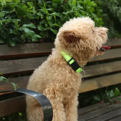 small-dog-wearing-neon-reflective-collar An apricot-colored toy poodle sitting on a wooden bench outdoors wearing a bright neon green reflective collar.