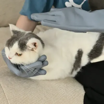 grooming-cat-with-silicone-hair-remover-gloves A person using grey silicone gloves to gently massage and groom a white and grey cat on a sofa.