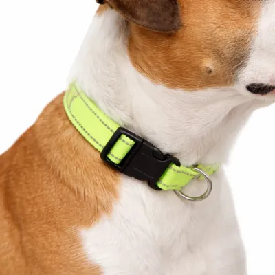 reflective-green-dog-collar-on-jack-russell Close-up of a brown and white dog wearing a vibrant neon green reflective nylon dog collar with a black quick-release buckle.