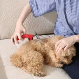 grooming-long-haired-dog-with-rake-tool A person using the red pet rake to groom a small, curly-haired dog sitting comfortably on a sofa.