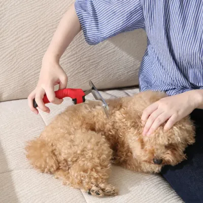 grooming-long-haired-dog-with-rake-tool A person using the red pet rake to groom a small, curly-haired dog sitting comfortably on a sofa.