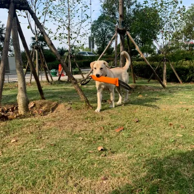 dog-playing-outdoors-with-orange-tug A light-colored dog carrying an orange training tug toy in its mouth while walking in a park.
