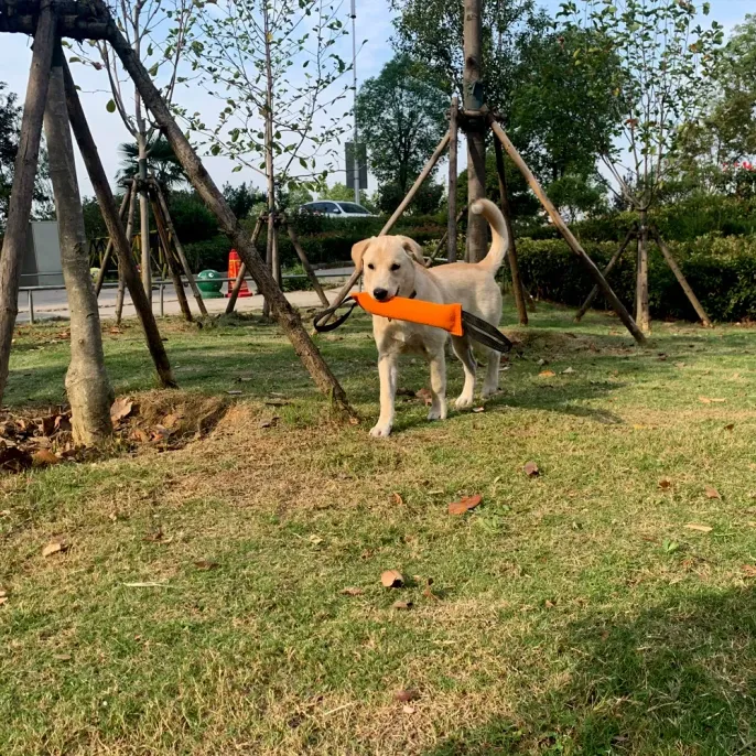 dog-playing-outdoors-with-orange-tug A light-colored dog carrying an orange training tug toy in its mouth while walking in a park.