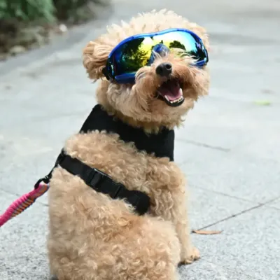toy-poodle-outdoor-eye-protection A small curly-haired dog sitting on a sidewalk wearing blue protective pet eyewear.