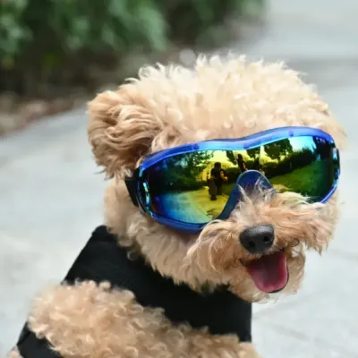 small-dog-wearing-blue-uv-goggles A fluffy light-brown poodle wearing blue framed goggles with reflective lenses outdoors.