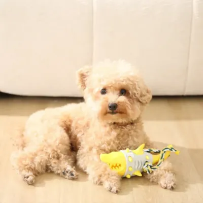 A small tan poodle resting on a wooden floor with the yellow shark teething toy.
