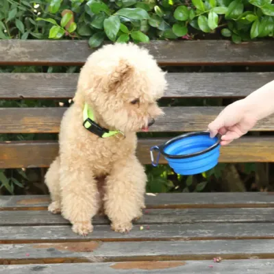 A small tan poodle sitting on a wooden bench while being offered water from a blue collapsible travel bowl.