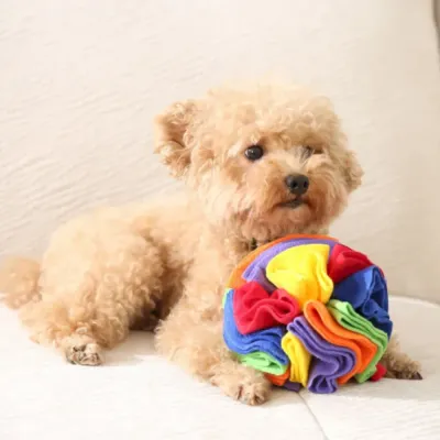A small, light-brown, fluffy poodle dog lies on a cream-colored couch, resting its paws near a colorful fleece snuffle ball toy.