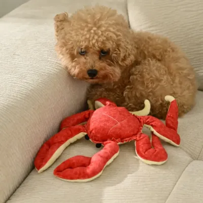 Teacup Poodle's Favorite: The Squeaky Red Crab Plush Toy An adorable teacup poodle nestled on a light-colored sofa next to the red crab plush dog toy.