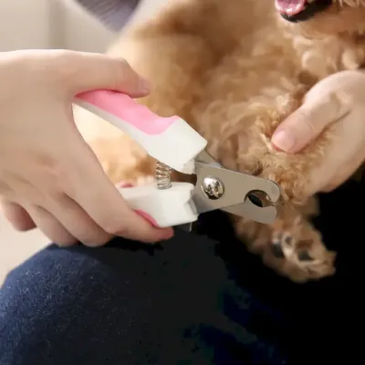 Close-up shot of a person using pink safety nail clippers to trim the claws of a small brown curly-haired dog.