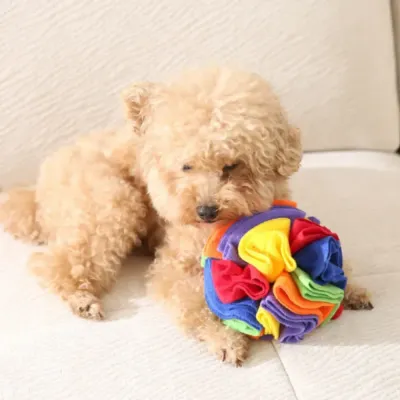 Toy Poodle Sniffing for Treats in a Snuffle Ball A close-up of a small poodle dog's face as it leans over and sniffs the layers of a colorful fleece snuffle ball, looking for hidden treats.