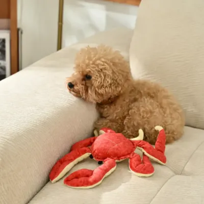 Outdoor Adventure with the Crab Plush Dog Toy and a Poodle A teacup poodle enjoying an outdoor setting with the red crab plush toy on a patch of light-colored fabric.
