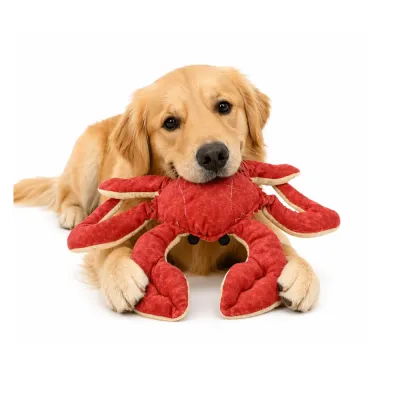 A playful Golden Retriever lying down with its favorite large red crab plush dog toy held in its mouth.