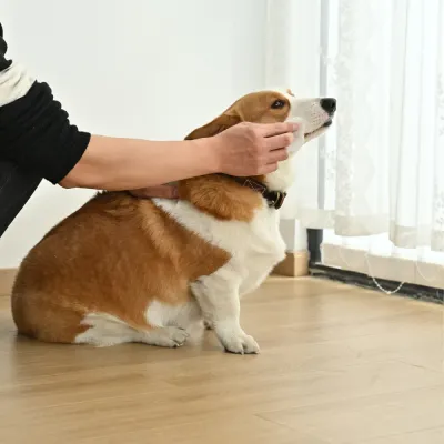 Using Pet Eye Wipes on Dog – Daily Eye Cleaning and Tear Stain Removal | Petfairs person using pet eye wipes to clean dog eyes tear stain removal daily grooming